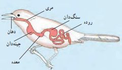 جواب صفحه 112 علوم هفتم