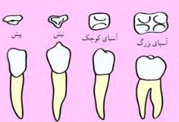 جواب صفحه 118 علوم هفتم