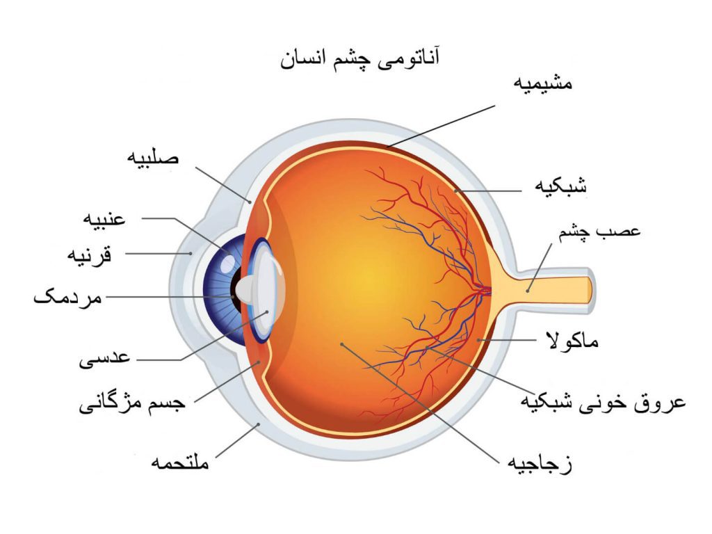 جواب فعالیت صفحه 36 علوم هشتم