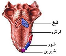 جواب گفت و گو کنید صفحه 40 علوم هشتم