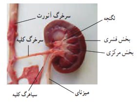 جواب آزمایش کنید صفحه 136 علوم هفتم